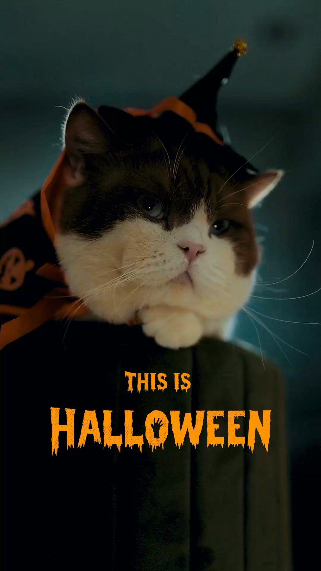 De Icon Cattery – Animal